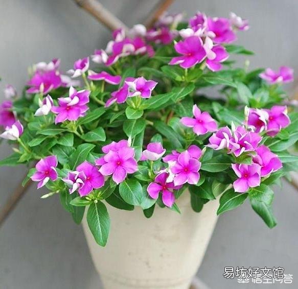 长春花叶子有黑斑是什么病?
