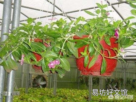 长春花叶子有黑斑是什么病?