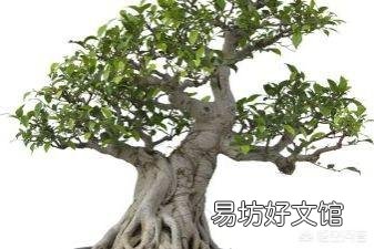 用醋浇绿萝，多久一次合适？
