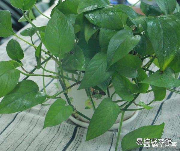 用醋浇绿萝，多久一次合适？
