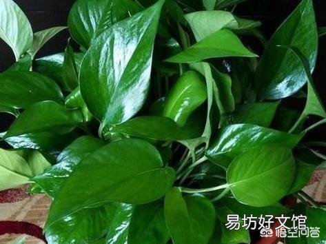 用醋浇绿萝，多久一次合适？