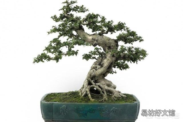 用醋浇绿萝，多久一次合适？