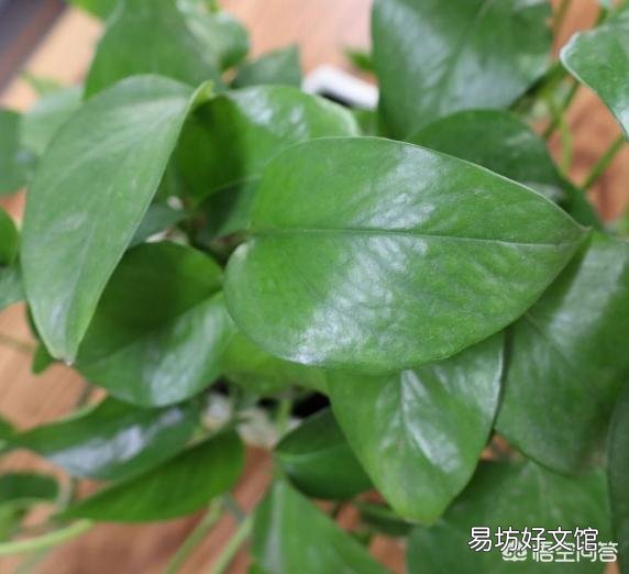 用醋浇绿萝，多久一次合适？