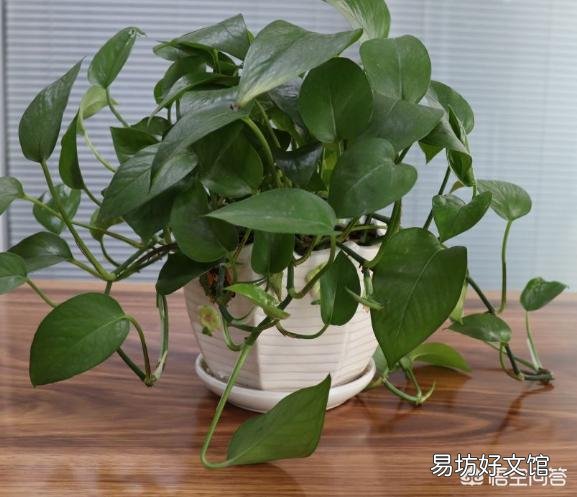 用醋浇绿萝，多久一次合适？