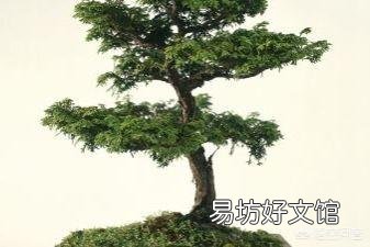 用醋浇绿萝，多久一次合适？
