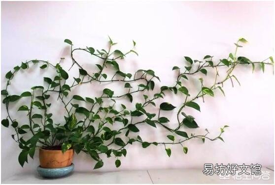 用醋浇绿萝，多久一次合适？