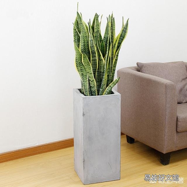 虎皮兰用什么土比较好？