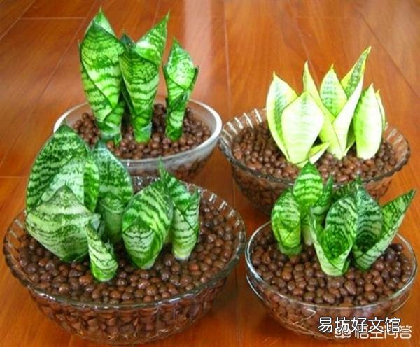 虎皮兰用什么土比较好？
