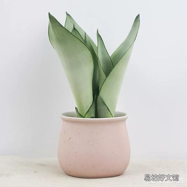 虎皮兰用什么土比较好？