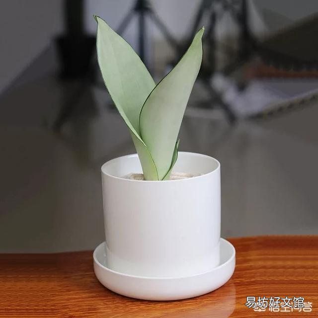 虎皮兰用什么土比较好？