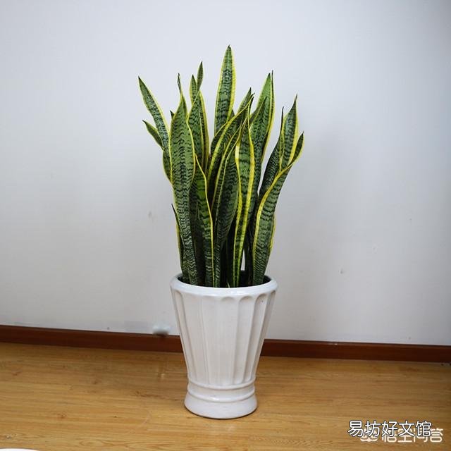 虎皮兰用什么土比较好？