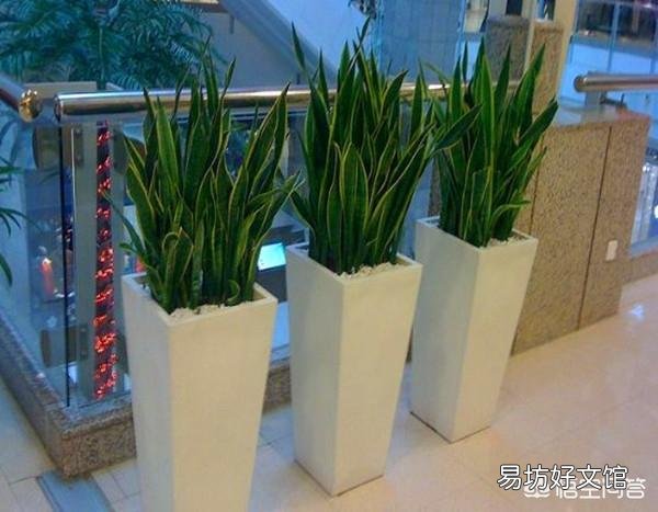 虎皮兰用什么土比较好？
