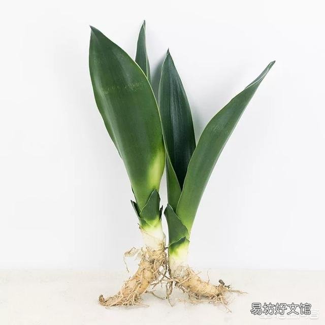 虎皮兰用什么土比较好？