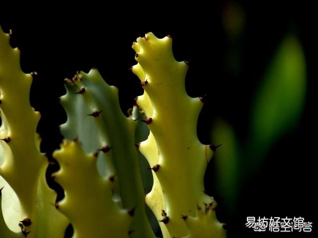 仙人掌剪掉新长的叶片可以变厚吗?