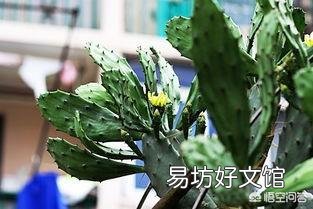 仙人掌剪掉新长的叶片可以变厚吗?