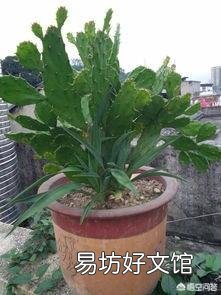仙人掌剪掉新长的叶片可以变厚吗?