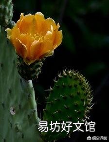 仙人掌剪掉新长的叶片可以变厚吗?