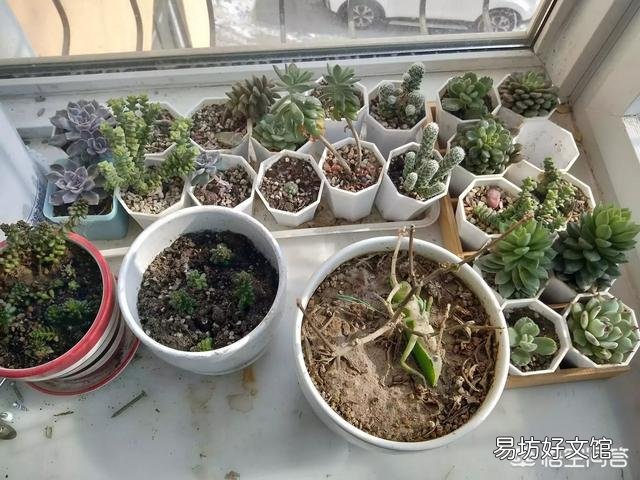 阳台花盆里可以放入蚯蚓吗？