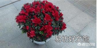 盆栽的杜鹃花,夏季施肥可以吗?需要是什么样的肥?
