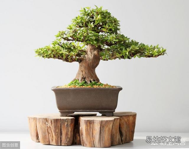 盆栽的杜鹃花,夏季施肥可以吗?需要是什么样的肥?