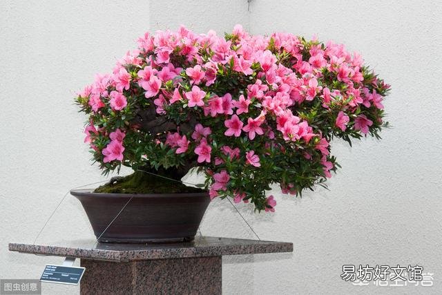 盆栽的杜鹃花,夏季施肥可以吗?需要是什么样的肥?