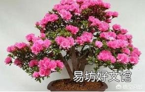 盆栽的杜鹃花,夏季施肥可以吗?需要是什么样的肥?