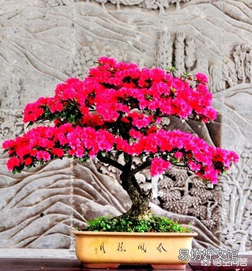 盆栽的杜鹃花,夏季施肥可以吗?需要是什么样的肥?