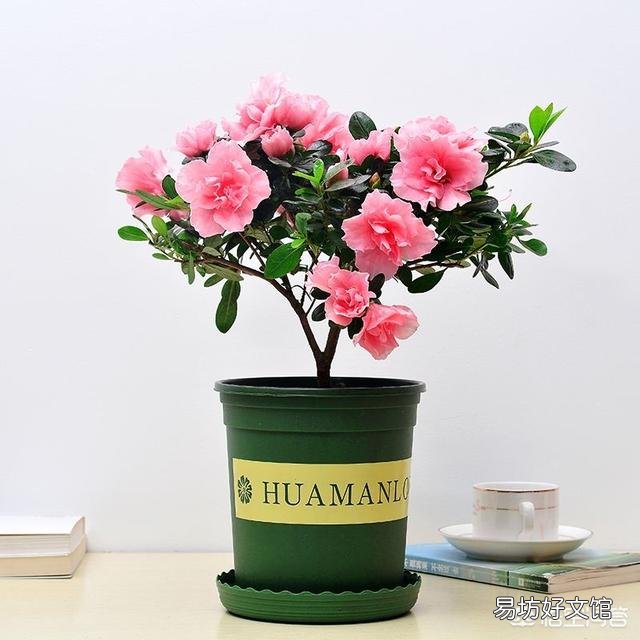 盆栽的杜鹃花,夏季施肥可以吗?需要是什么样的肥?