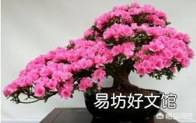 盆栽的杜鹃花,夏季施肥可以吗?需要是什么样的肥?