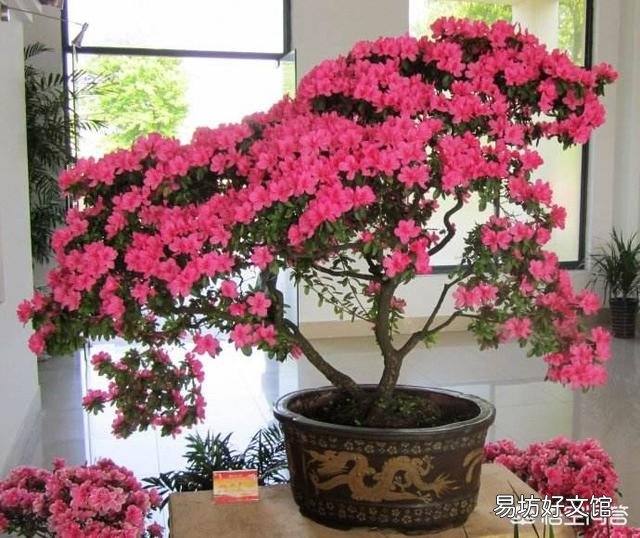 盆栽的杜鹃花,夏季施肥可以吗?需要是什么样的肥?