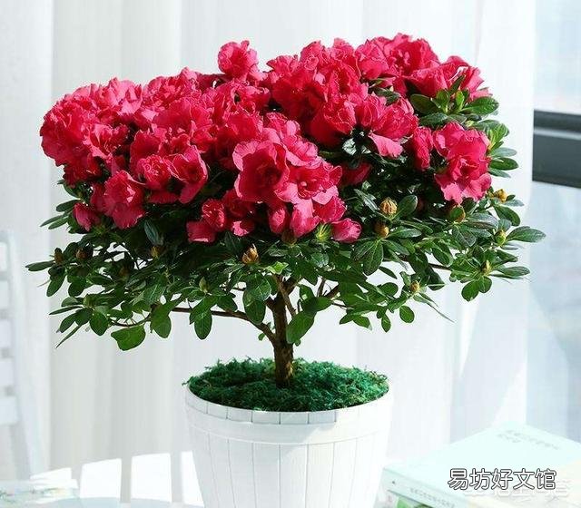 盆栽的杜鹃花,夏季施肥可以吗?需要是什么样的肥?