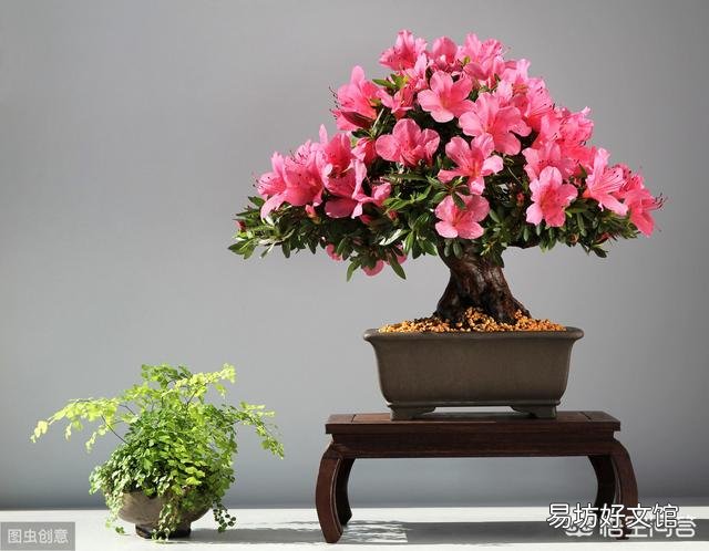 盆栽的杜鹃花,夏季施肥可以吗?需要是什么样的肥?