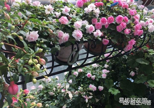 没泡过水的茶叶发霉可以种种花吗?