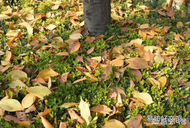 没泡过水的茶叶发霉可以种种花吗?