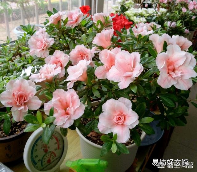 没泡过水的茶叶发霉可以种种花吗?