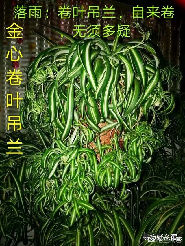 吊兰叶子卷起来还在发芽怎么回事?