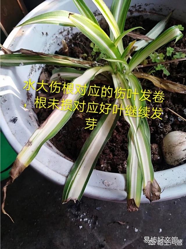 吊兰叶子卷起来还在发芽怎么回事?