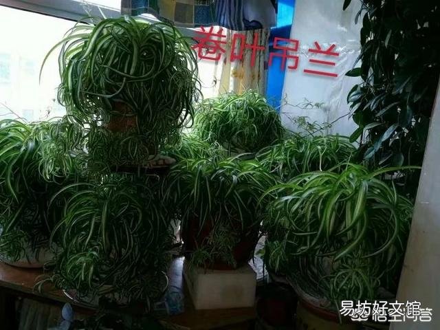 吊兰叶子卷起来还在发芽怎么回事?
