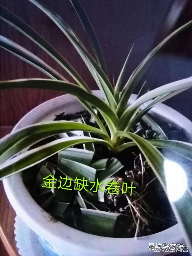 吊兰叶子卷起来还在发芽怎么回事?