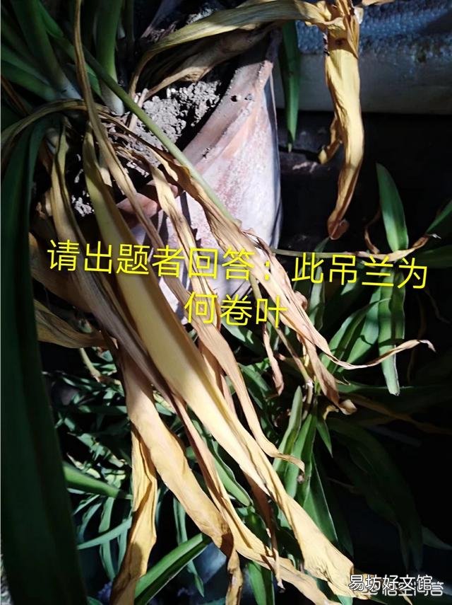 吊兰叶子卷起来还在发芽怎么回事?