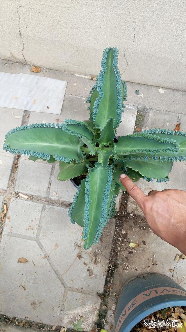 落地生根植物喜阳还是喜阴?