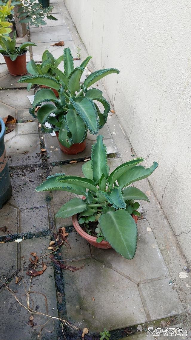 落地生根植物喜阳还是喜阴?