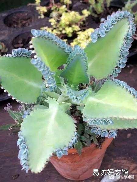 落地生根植物喜阳还是喜阴?