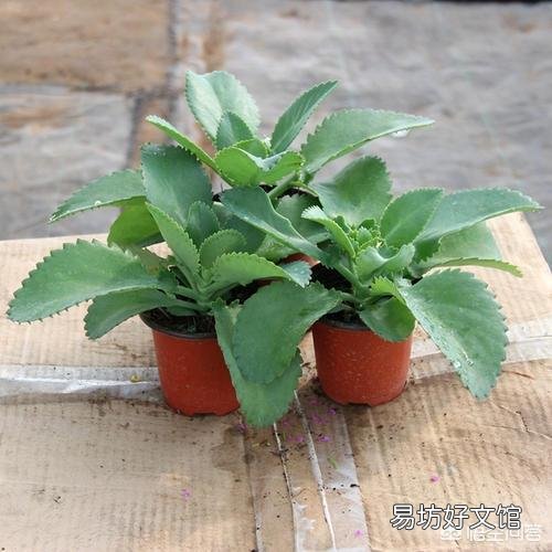 落地生根植物喜阳还是喜阴?