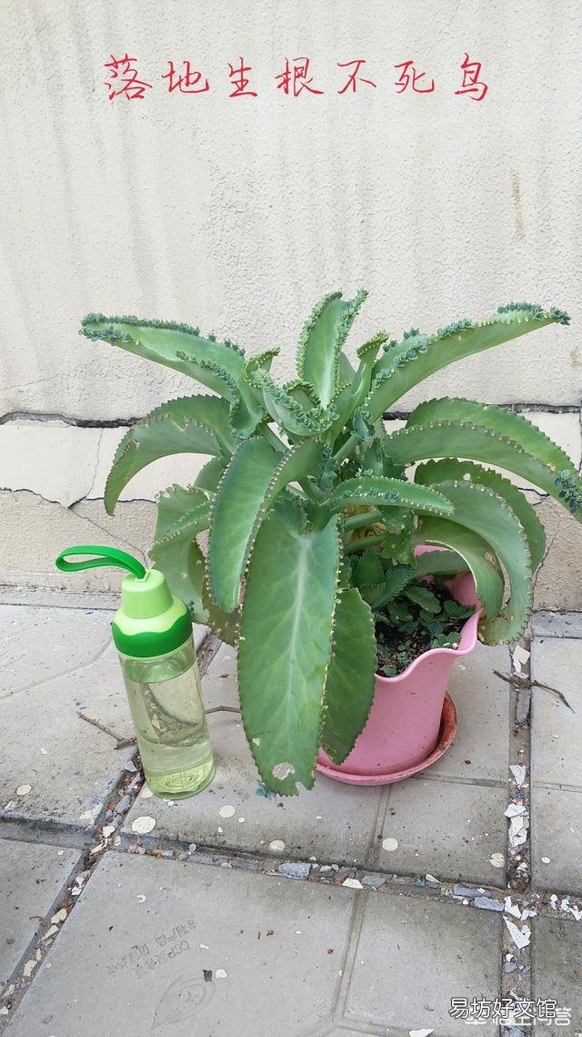 落地生根植物喜阳还是喜阴?