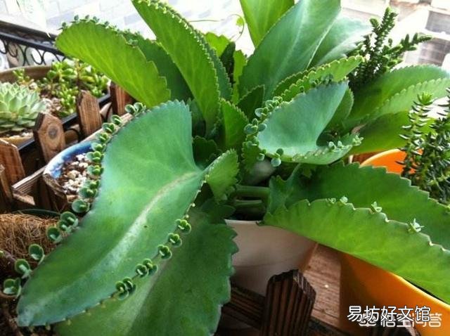 落地生根植物喜阳还是喜阴?