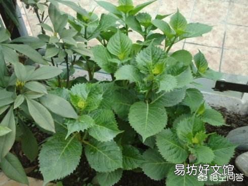 新买回来的绣球苗需要打顶修剪吗?
