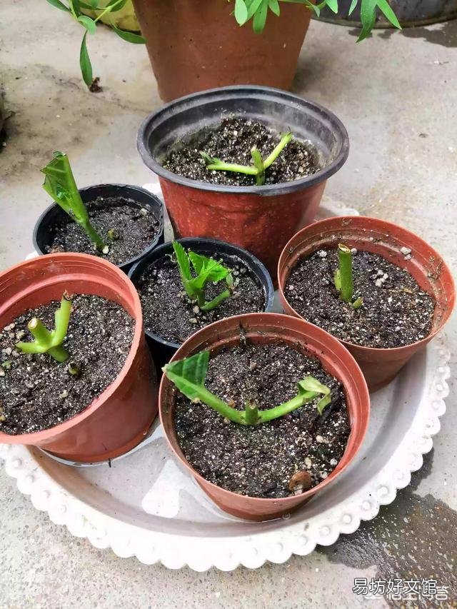 新买回来的绣球苗需要打顶修剪吗?
