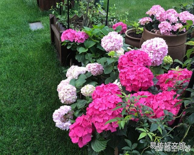 新买回来的绣球苗需要打顶修剪吗?