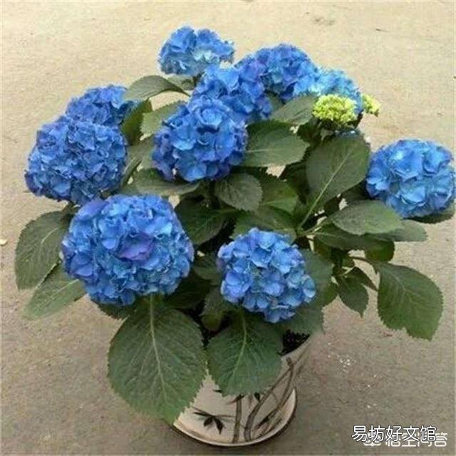 新买回来的绣球苗需要打顶修剪吗?